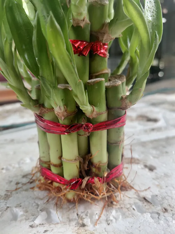 Lucky_Bamboo_2-Layer_Live_Plant_With_Red_Ribbon