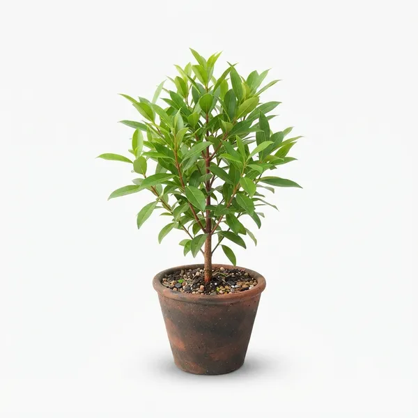 Lal_Chanda_Live_Foliage_Plant_In_Terracotta_Pot