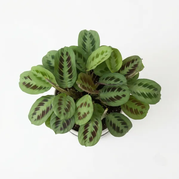 Calathea_Indoor_Plant_-_Patterned_Foliage,_Low-Light_Variety
