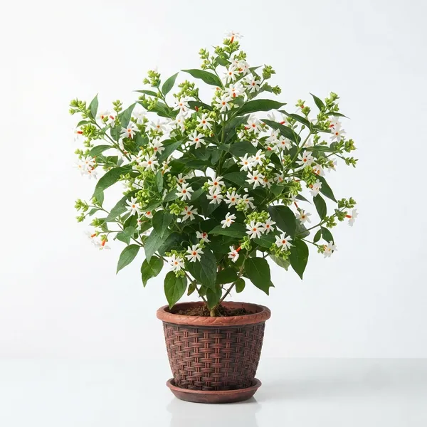 Night_Jasmine_Shiuli_Live_Ornamental_Plant