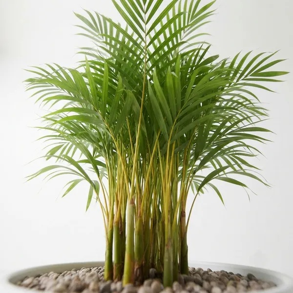 Dracaena_Marginata_Live_Indoor_Ornamental_Plant