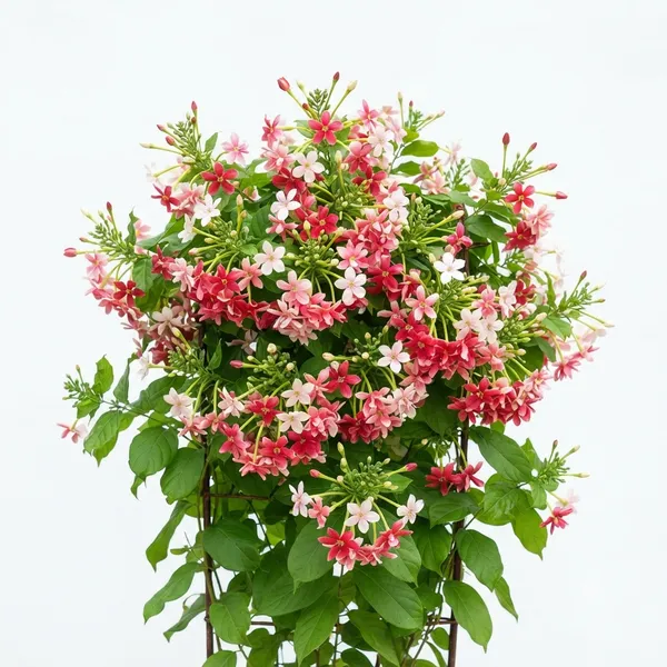 Madhu_Malati_Live_Flowering_Climber_Plant