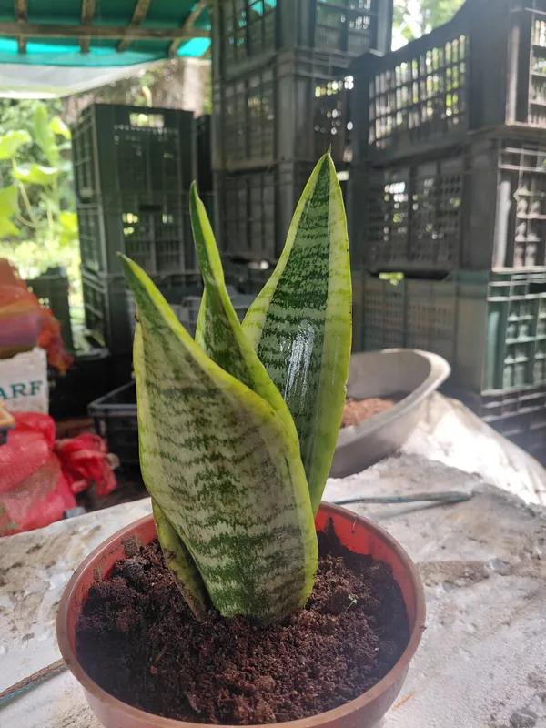 Yellow_Edge_Snake_Live_Indoor_Plant_With_Variegated_Leaves