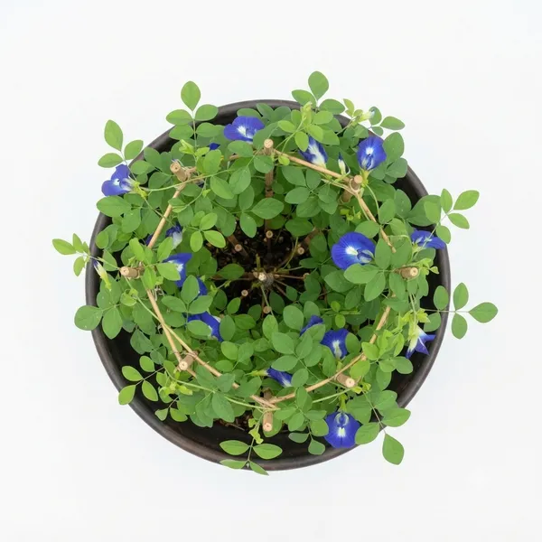 Butterfly_Pea_Aparajita_Climbing_Live_Plant_With_Bamboo_Trellis