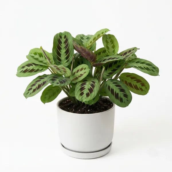 Calathea_Indoor_Plant_-_Patterned_Foliage,_Low-Light_Variety