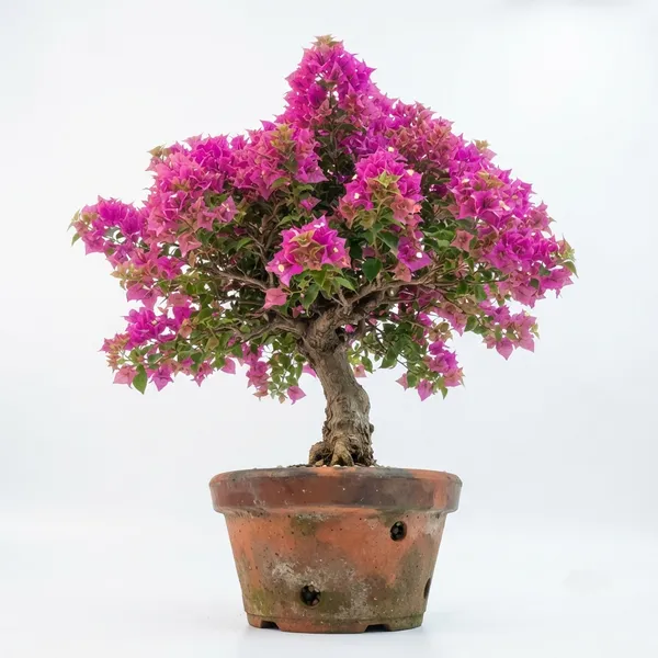 Pink_Bougainvillea_Live_Flowering_Plant