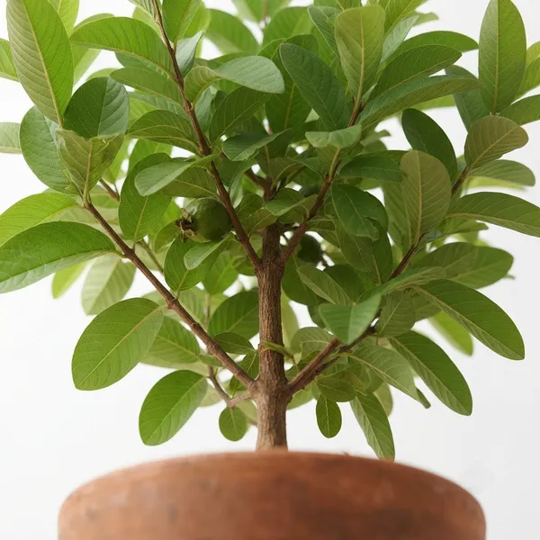 Guava_Fruit_Plant_In_Terracotta_Pot_-_Live_Specimen