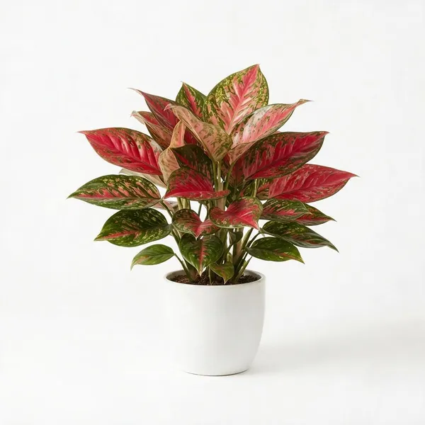 Aglaonema_Pink_Variegated_Live_Indoor_Plant_In_White_Planter