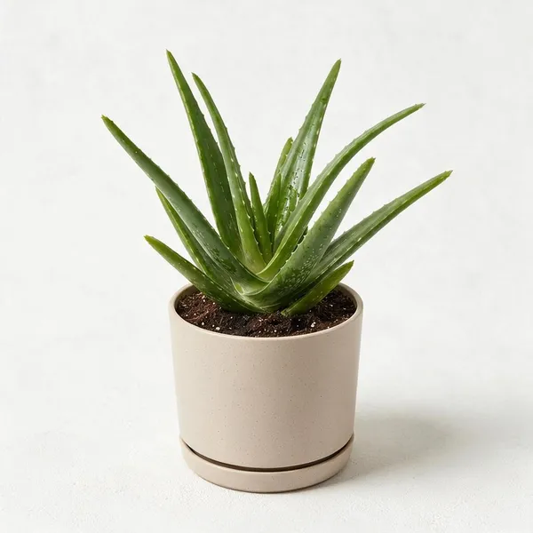 Aloe_Vera_Live_Succulent_Plant_In_Cylindrical_Planter