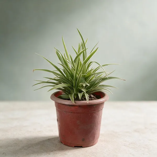 Spider_Live_Indoor_Plant_In_Red_Round_Planter