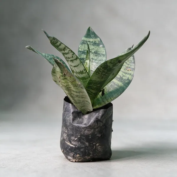 Green_Snake_Live_Indoor_Plant_In_Nursery_Grow_Bag