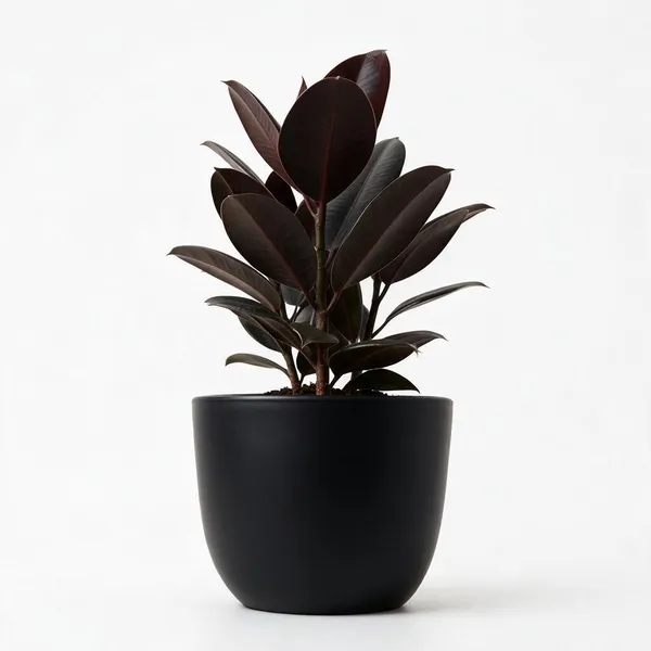 Rubber_Live_Indoor_Plant_In_Black_Matte_Planter