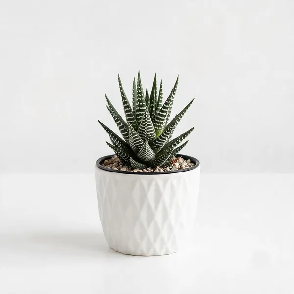 Zebra_Cactus_Succulent_Live_Plant_In_White_Textured_Pot