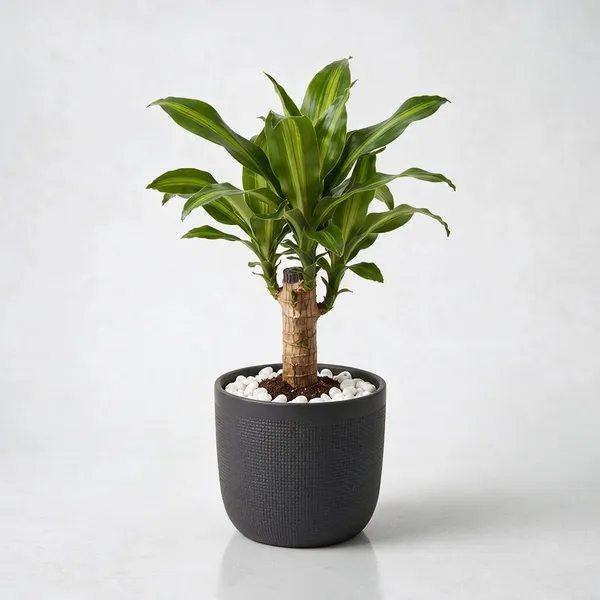 Dracaena_Lucky_Wood_Live_Indoor_Plant_In_Black_Planter