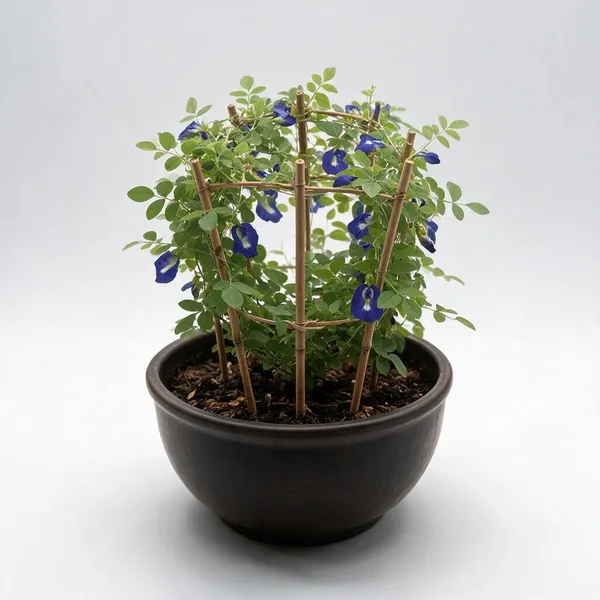Butterfly_Pea_Aparajita_Climbing_Live_Plant_With_Bamboo_Trellis