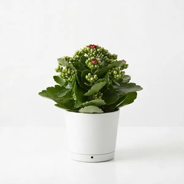 Kalanchoe_Red_Flowering_Live_Plant_In_White_Pot