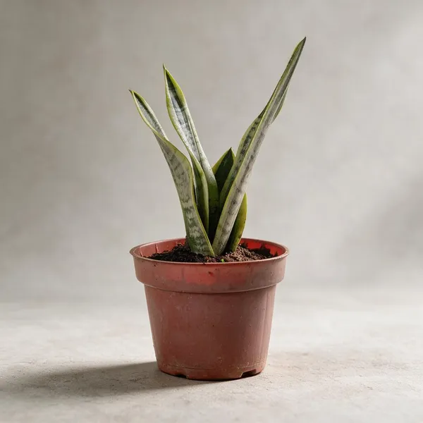 Yellow_Edge_Snake_Live_Indoor_Plant_With_Variegated_Leaves