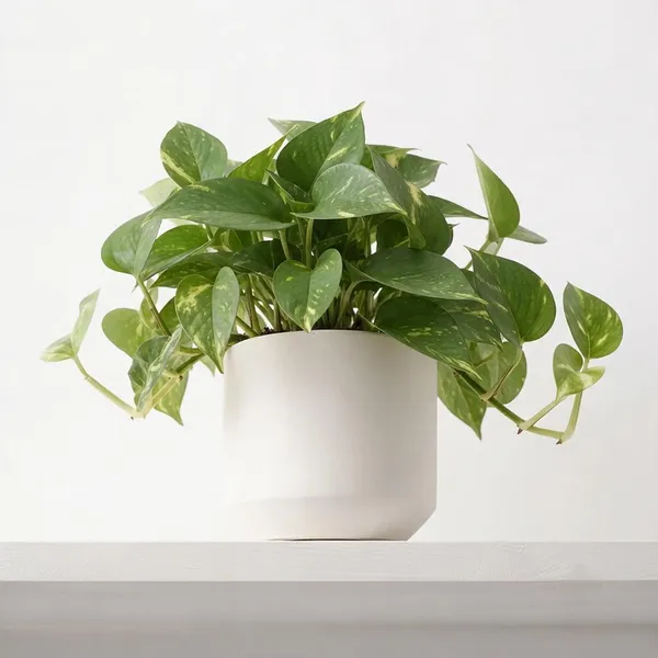 Money_Plant_Trailing_Live_Indoor_Plant_In_White_Planter