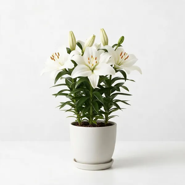 White_Lily_Flowering_Live_Plant_In_White_Planter