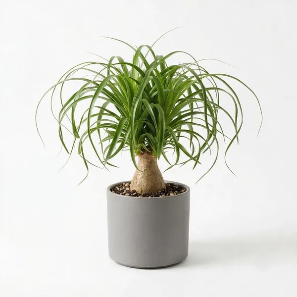 Ponytail_Palm_Live_Indoor_Plant_In_Grey_Planter