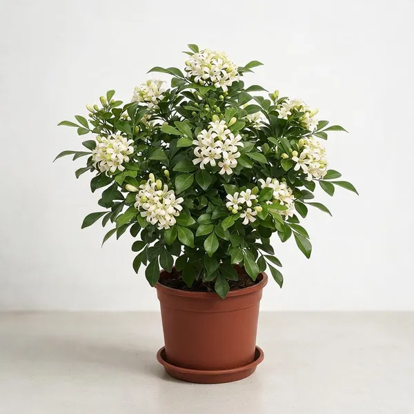 Madhu_Kamini_White_Flowering_Live_Plant