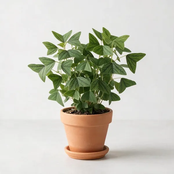 Butterfly_Wings_Live_Foliage_Plant_In_Terracotta_Pot