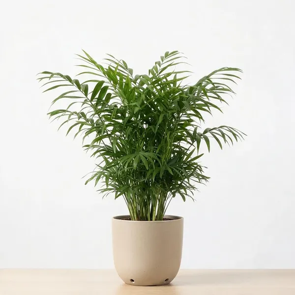 Areca_Palm_Live_Indoor_Feathery_Frond_Plant