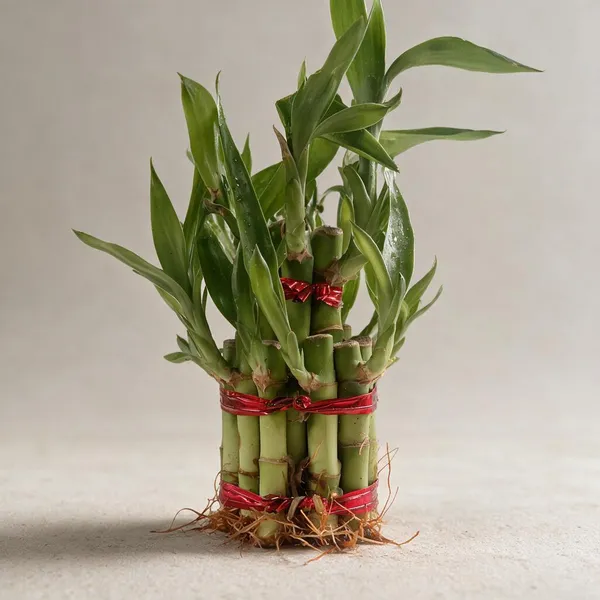 Lucky_Bamboo_2-Layer_Live_Plant_With_Red_Ribbon