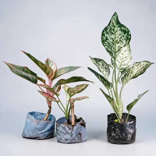 Variegated_Ornamental_Live_Foliage_Plant