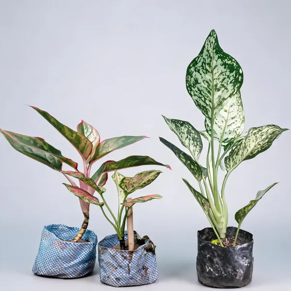 Variegated_Ornamental_Live_Foliage_Plant