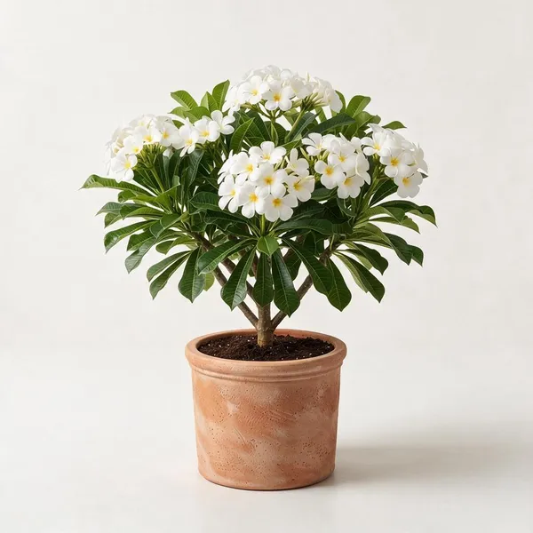 Kat_Golap_White_Flowering_Live_Plant_In_Terracotta_Pot