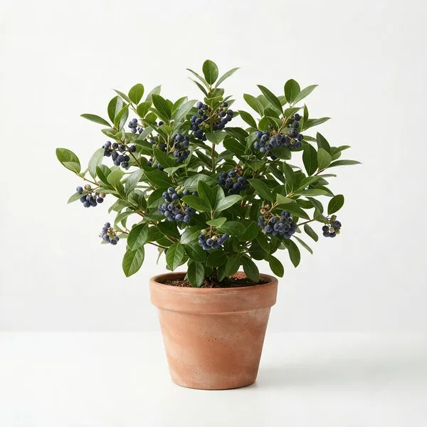 Blueberry_Live_Fruiting_Plant_In_Terracotta_Pot