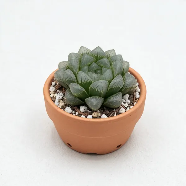 Haworthia_Succulent_Live_Plant_In_Terracotta_Pot