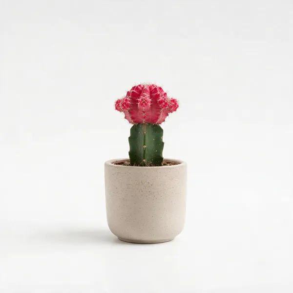 Pink_Grafted_Moon_Cactus_Live_Plant_In_Ceramic_Pot