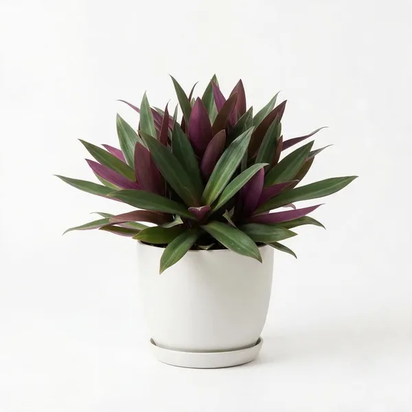 Rhoeo_Green_Purple_Live_Foliage_Plant
