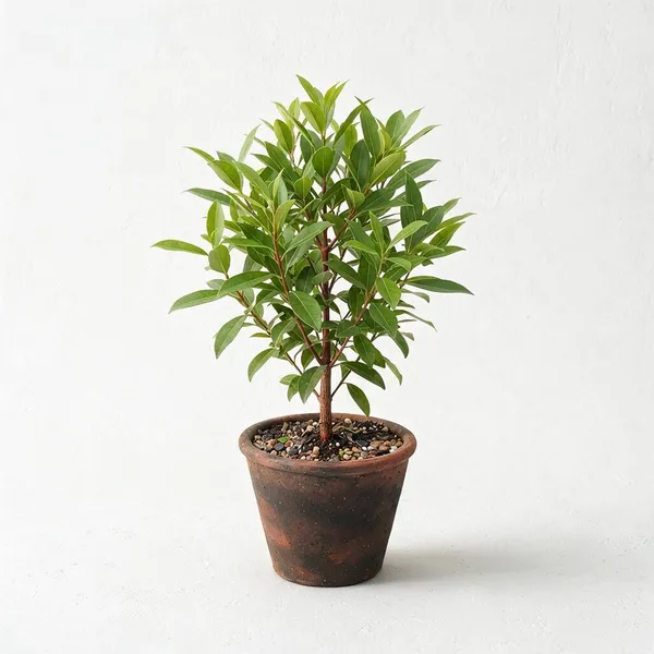 Lal_Chanda_Live_Foliage_Plant_In_Terracotta_Pot