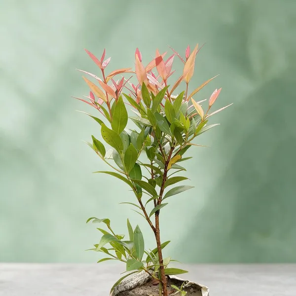 Red_Copper_Foliage_Live_Ornamental_Indoor_Plant
