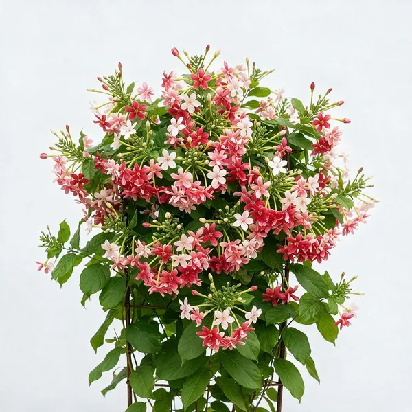 Madhu_Malati_Live_Flowering_Climber_Plant
