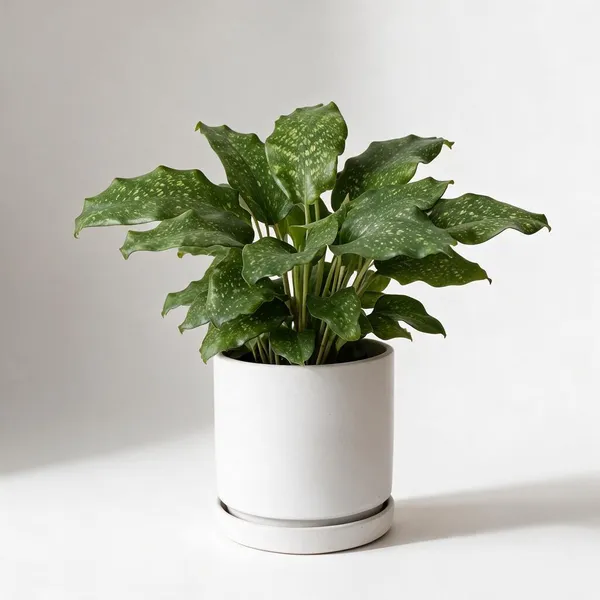 Wandering_Jew_Multicolour_Foliage_Live_Indoor_Plant