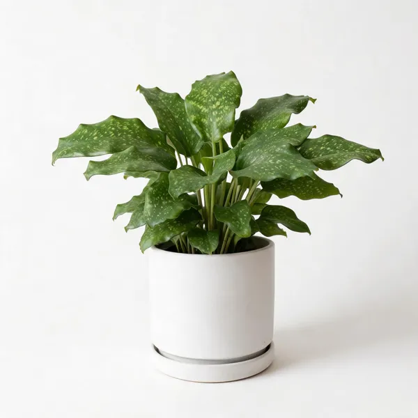Wandering_Jew_Multicolour_Foliage_Live_Indoor_Plant