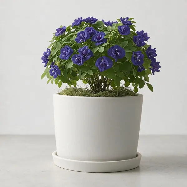 Aparajita_Double_Petal_Live_Flowering_Garden_Plant