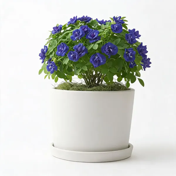 Aparajita_Double_Petal_Live_Flowering_Garden_Plant