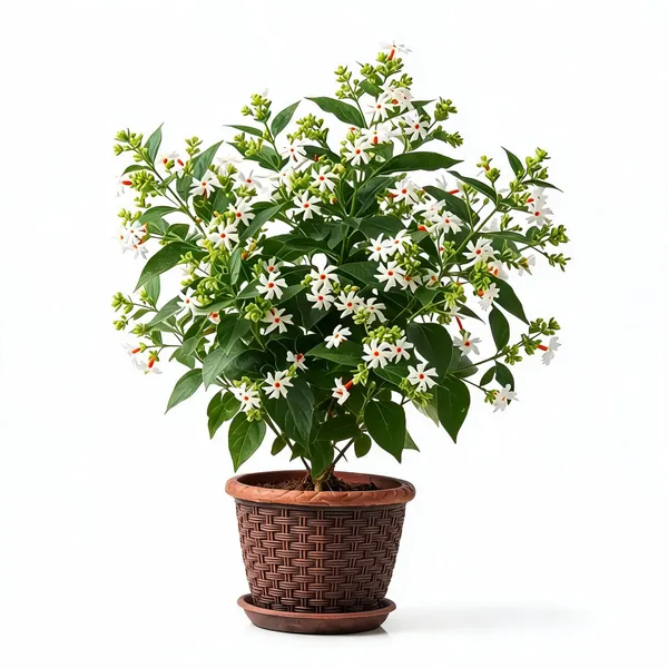 Night_Jasmine_Shiuli_Live_Ornamental_Plant