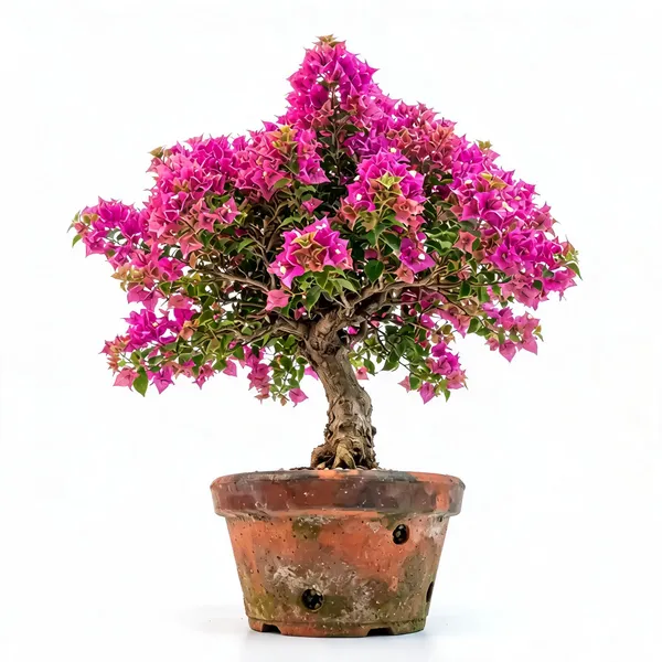 Pink_Bougainvillea_Live_Flowering_Plant