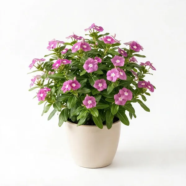 Vinca_Live_Flowering_Garden_Plant