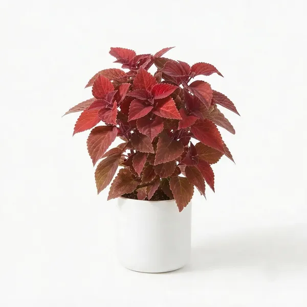 Red_Coleus_Live_Ornamental_Garden_Plant