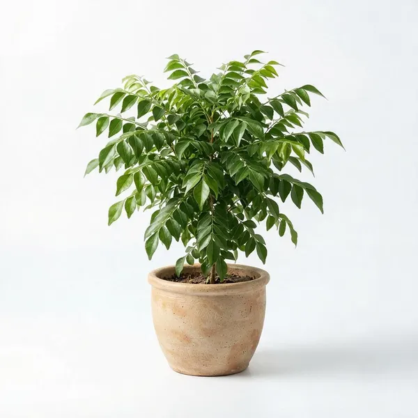 Curry_Leaf_Live_Herb_Plant