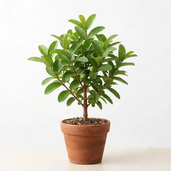 Guava_Fruit_Plant_In_Terracotta_Pot_-_Live_Specimen