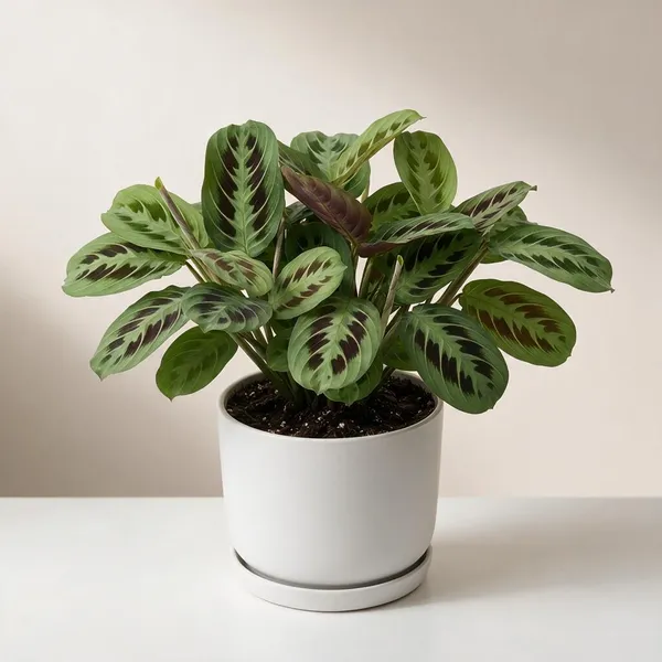 Calathea_Indoor_Plant_-_Patterned_Foliage,_Low-Light_Variety