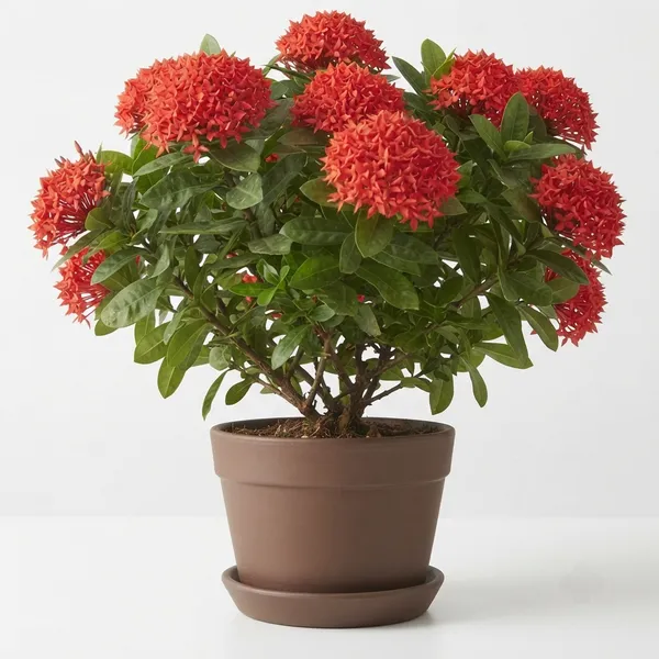 Red_Ixora_Live_Flowering_Garden_Plant